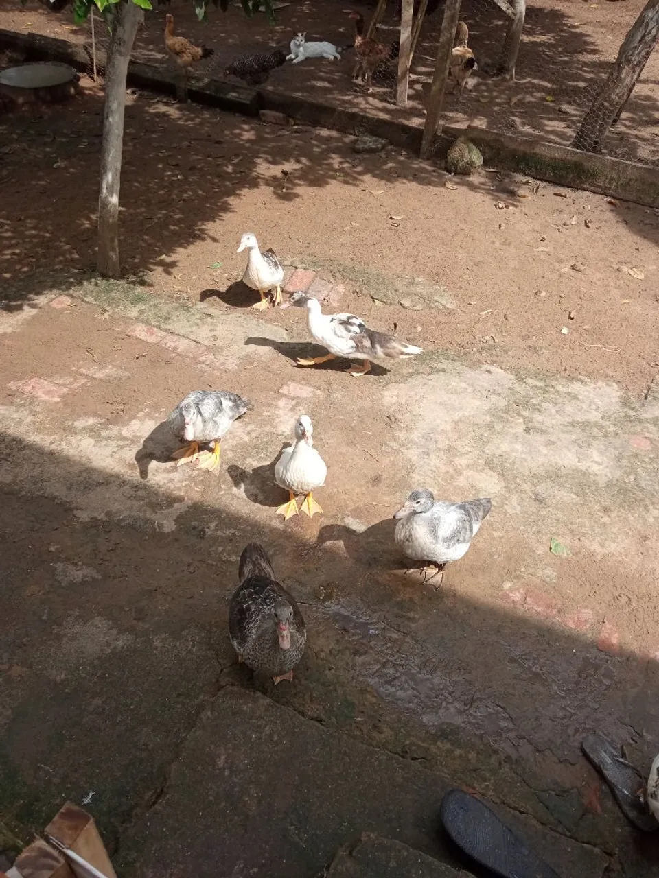 Casal de patos 