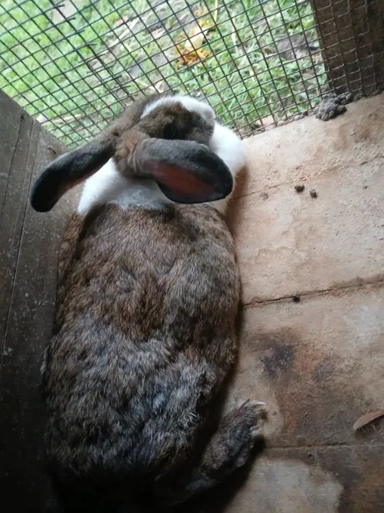 Coelhos Adultos  - Foto 4