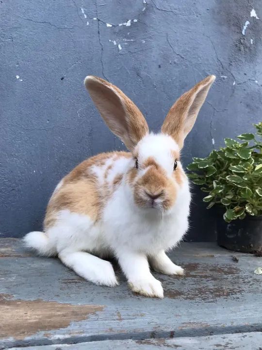 Coelho filhote - filhotes de coelho