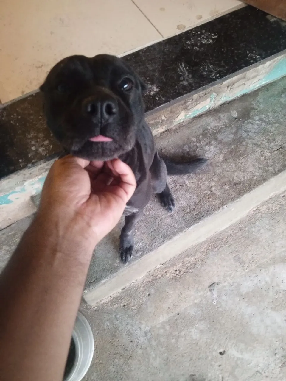 Adoção responsável Americam Staffoshire Terrier