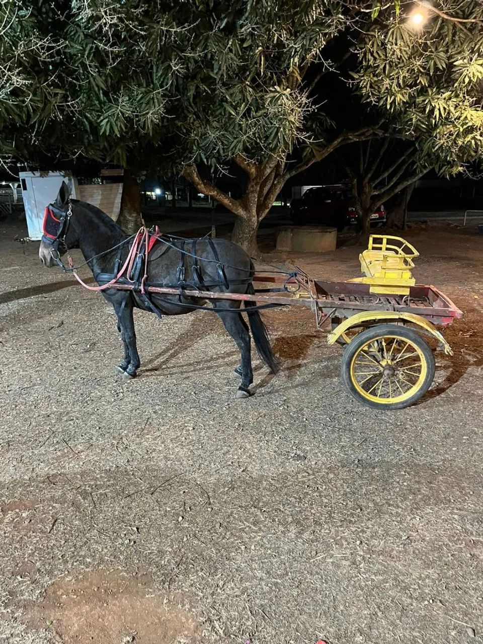 Linda e marivilhosa ,MiNe mula .. - Foto 3