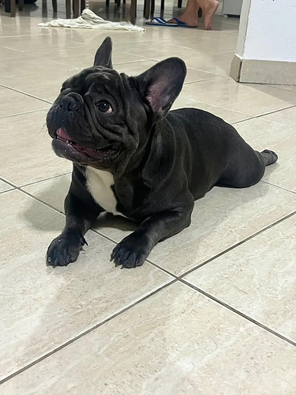 Bulldog francês para cruzar macho