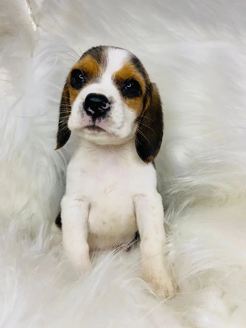 Beagle tricolor 