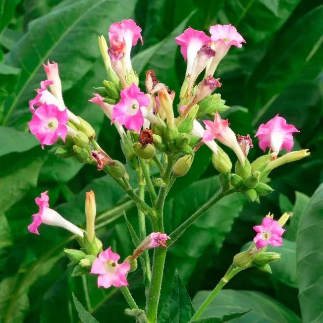 1g De Sementes Frescas De Tabaco (fumo) - Nicotiana Tabacum - Foto 2