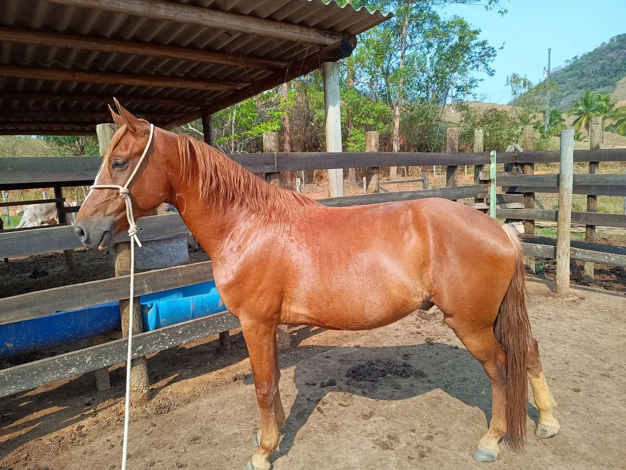 Cavalo Manso