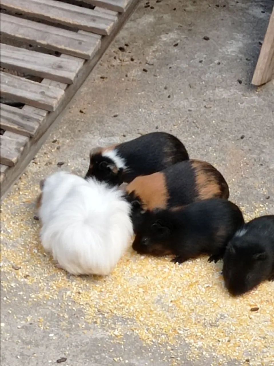 Porquinhas da índia  - Foto 4