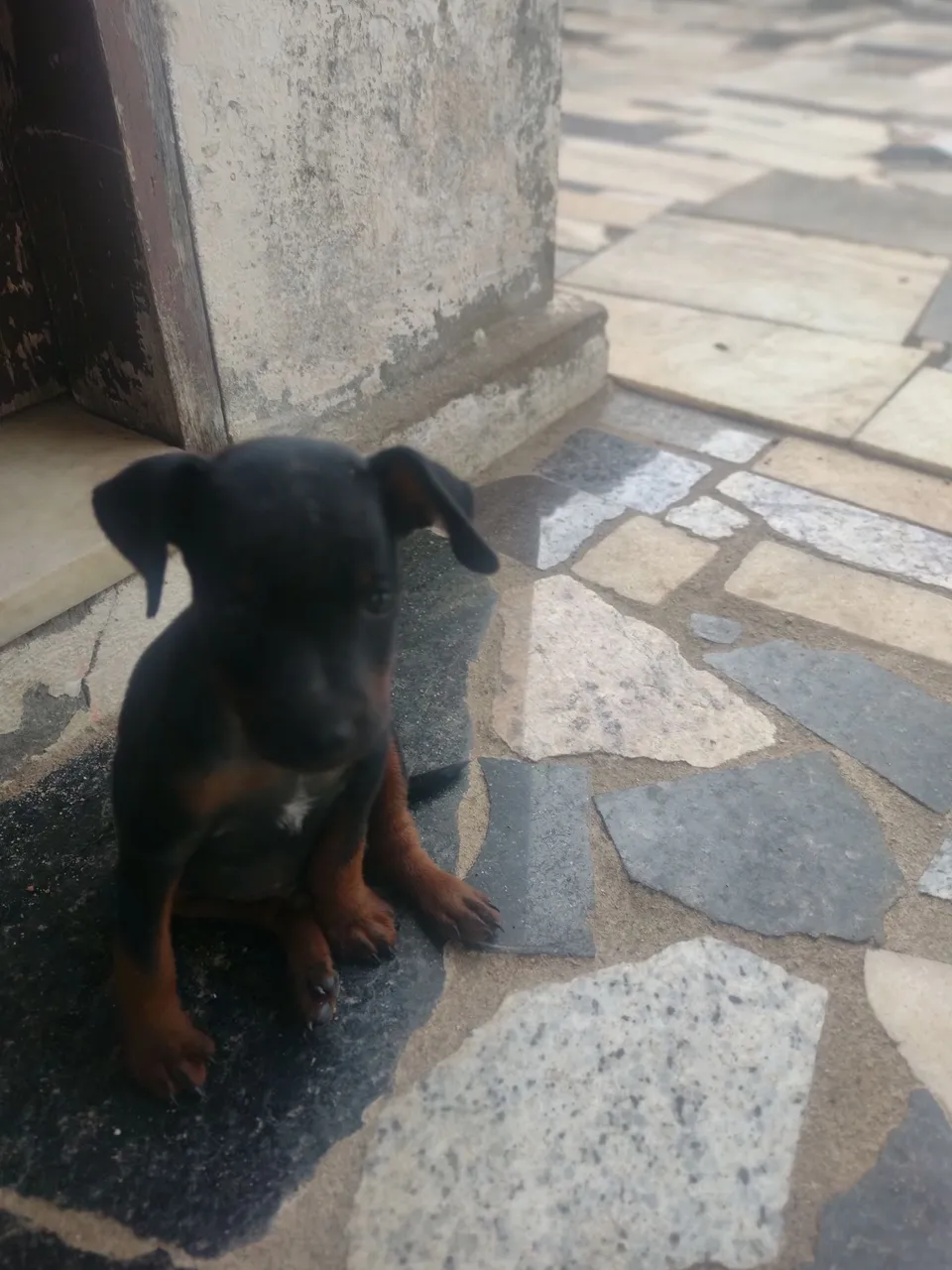 Filhote Pinscher número 1 são dois machos