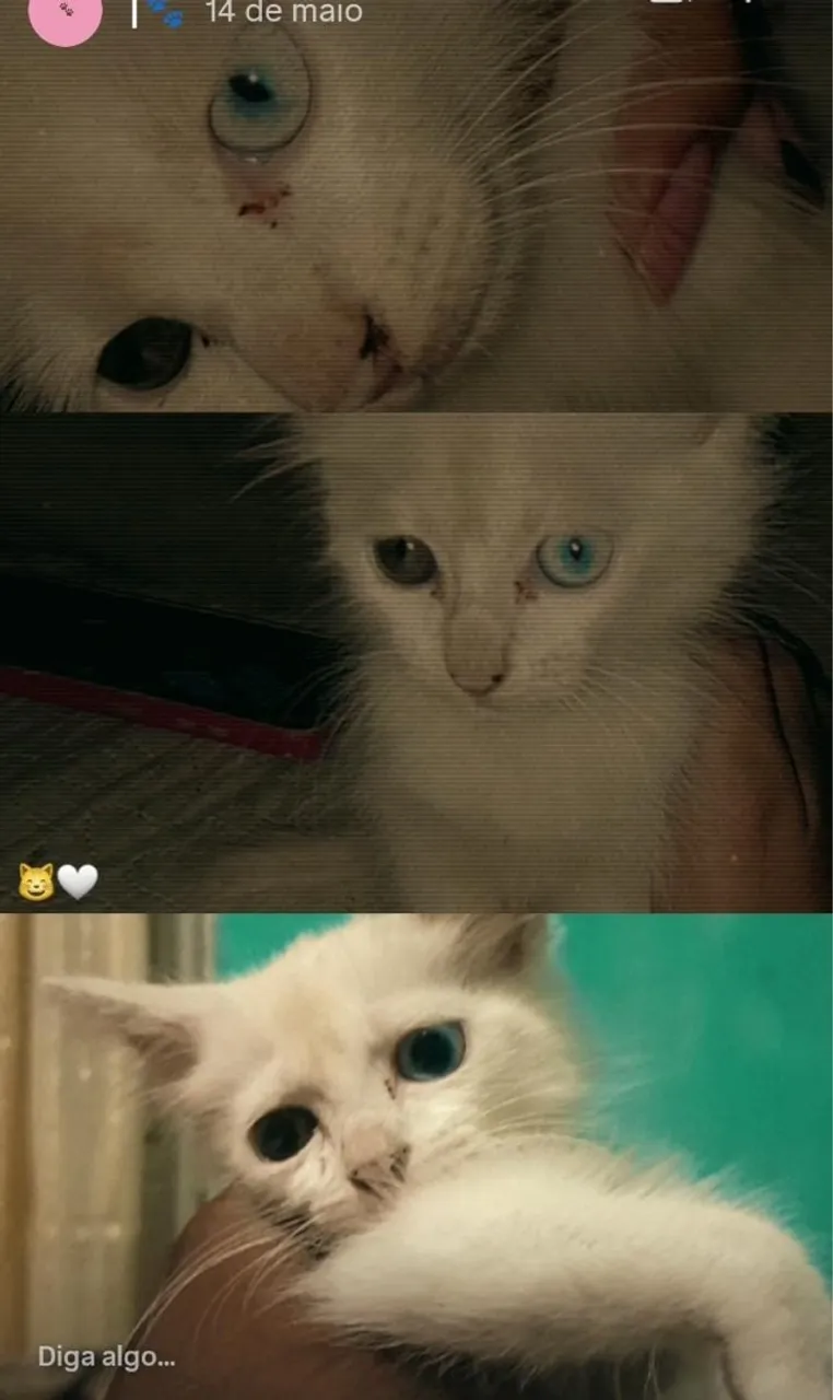 Angorá fêmea heterocromia