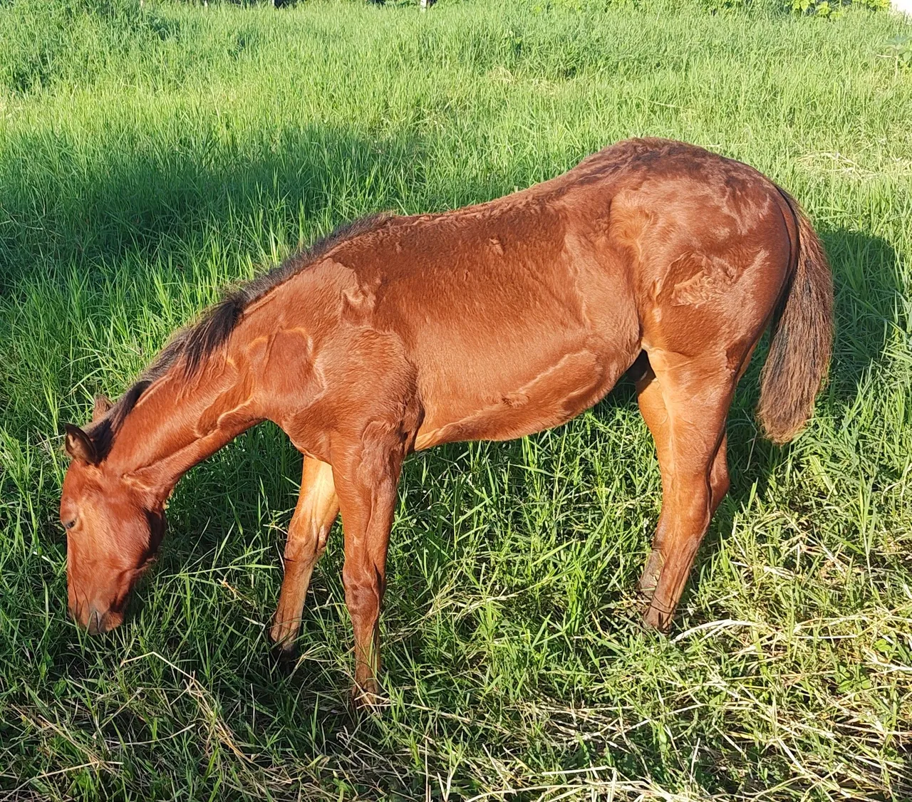 Cavalo para venda