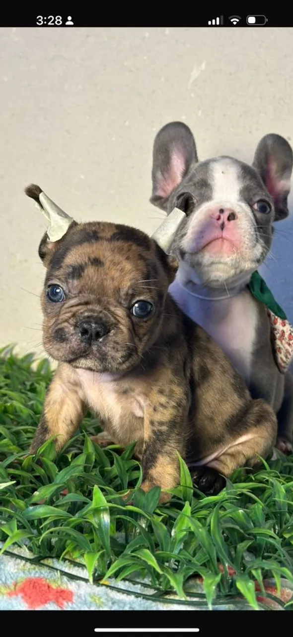 Filhotes de Bulldog Francês