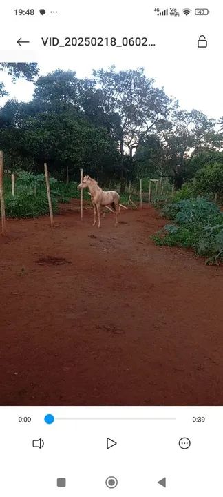 Potro mangalarga marchador.