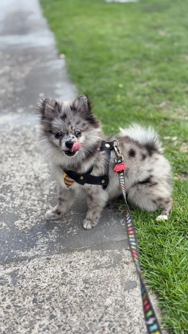 Spitz alemão disponível para Cobertura 