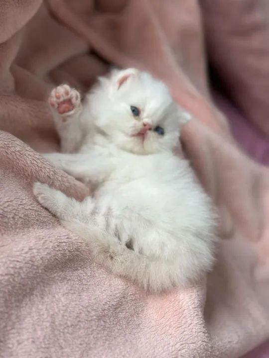 Gatinho persa Léia a descrição 