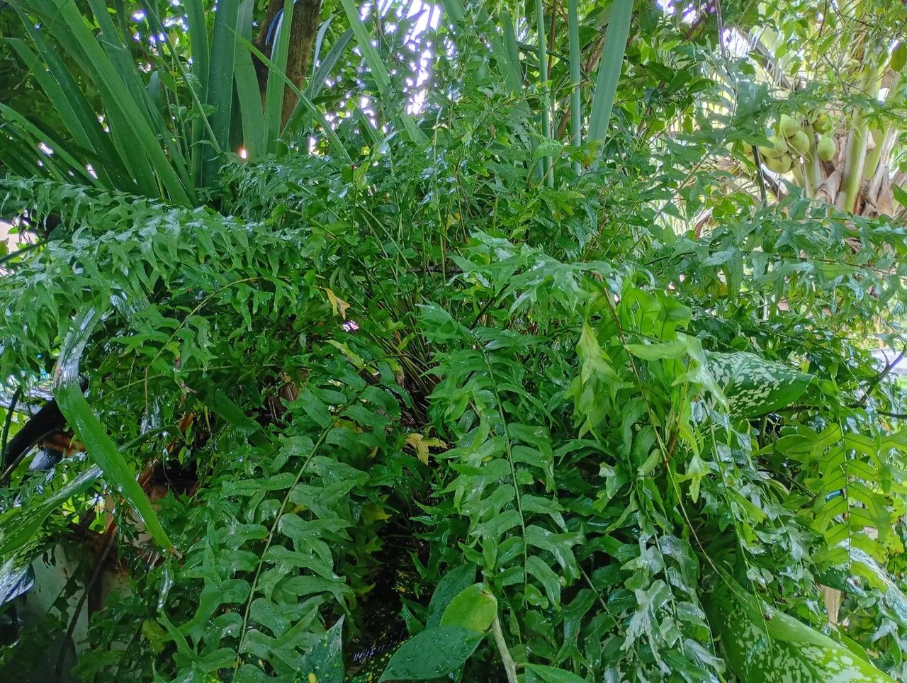 Samambaia Grande e Linda, pronta para enfeitar sua casa Nessas Festas de fim de ano... - Foto 2