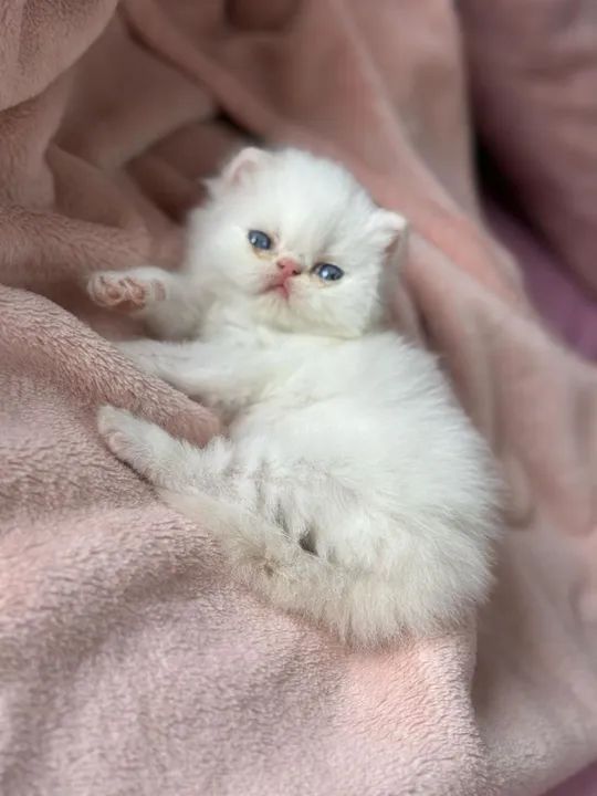 Gatinho persa Léia a descrição  - Foto 4