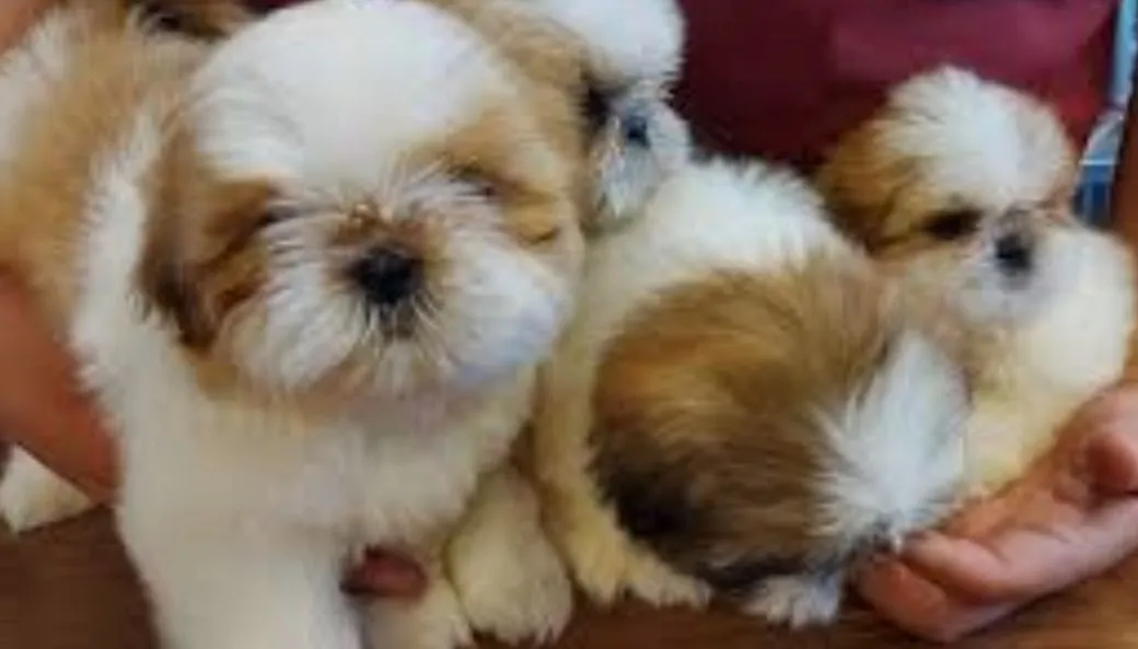 Filhotes de Shih Tzu para adoção!