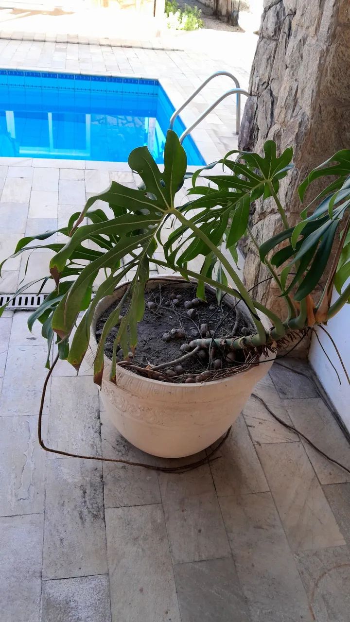 Planta Monstera Deliciosa em Vaso Decorativo - Foto 3