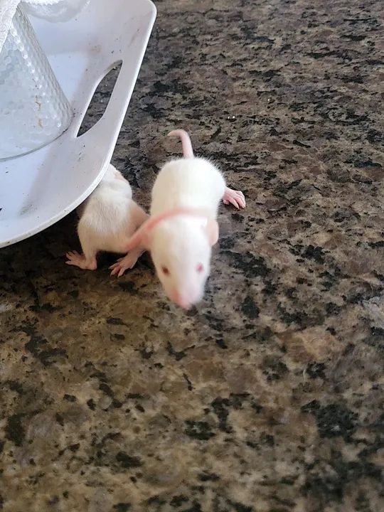 Rato twister filhotes - Foto 2