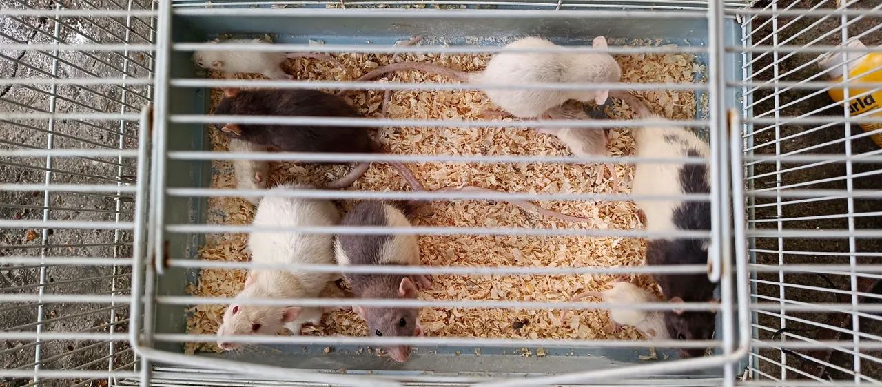 Ratos para venda - criados em ambiente seguro!