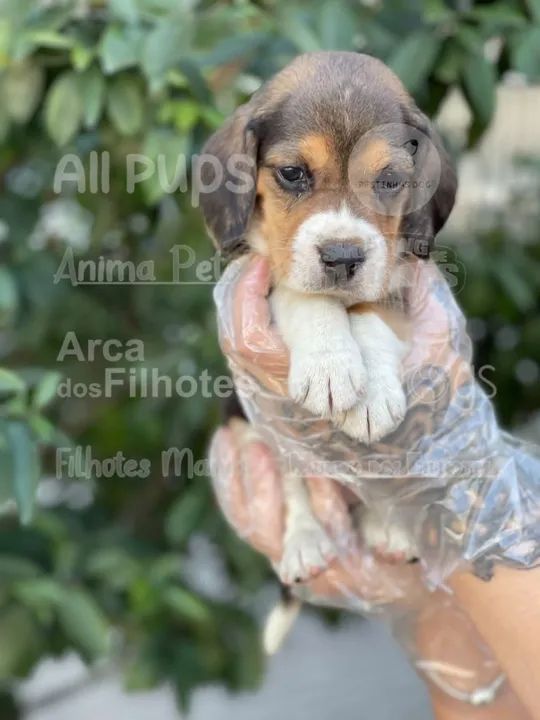Beagle mini filhotes 11-9-4476-4862 chama e garanta   - Foto 4