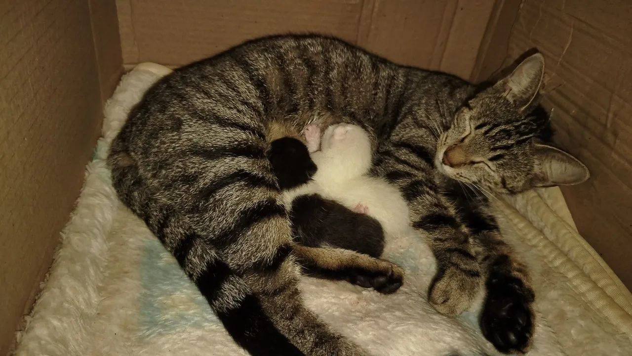 Gata fêmea com filhotes  para doação!