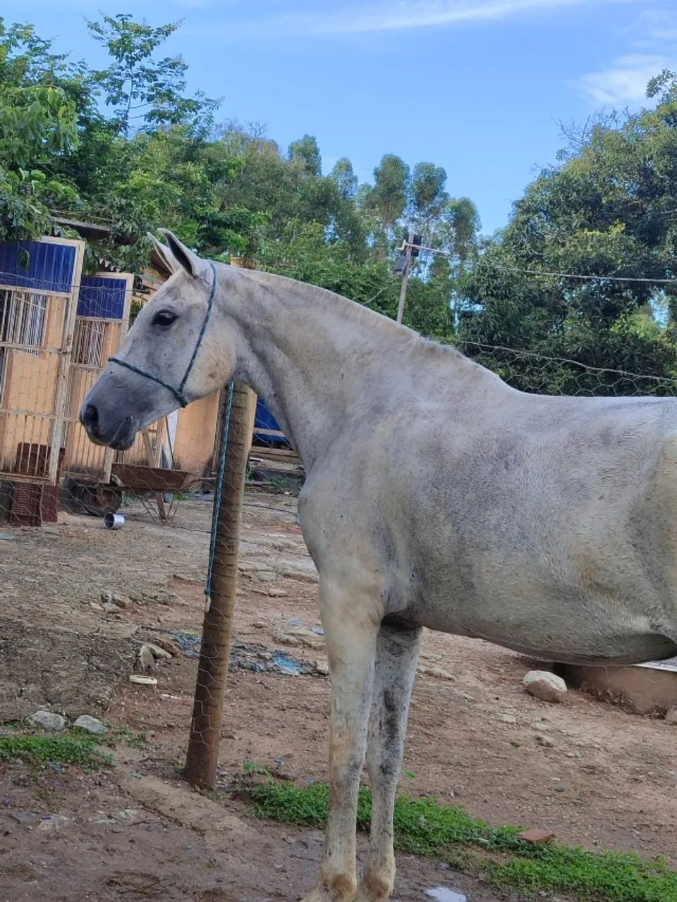 Égua mangalarga marcha picada 