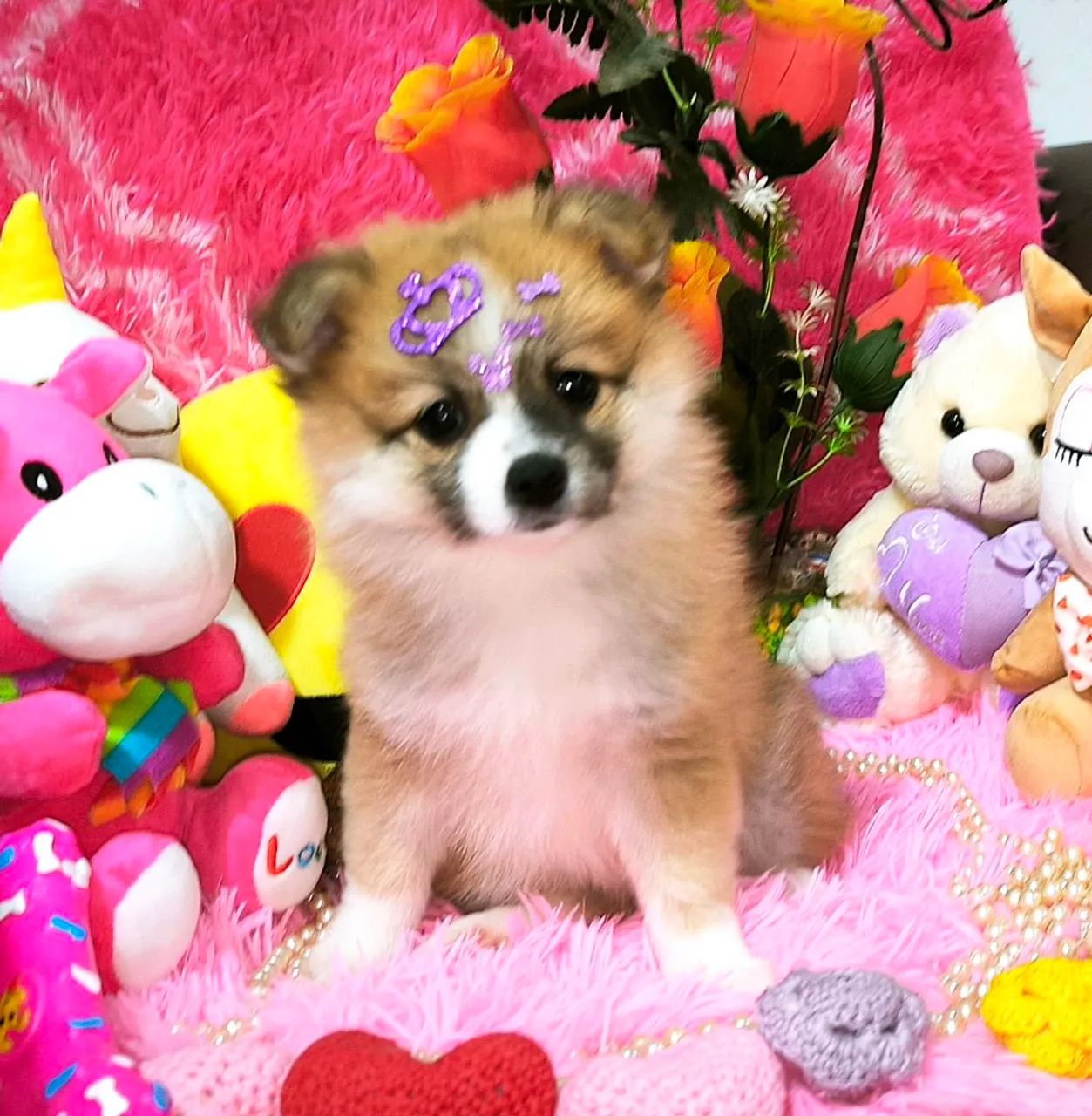 Linda Lulu da Pomerânia - Foto 4