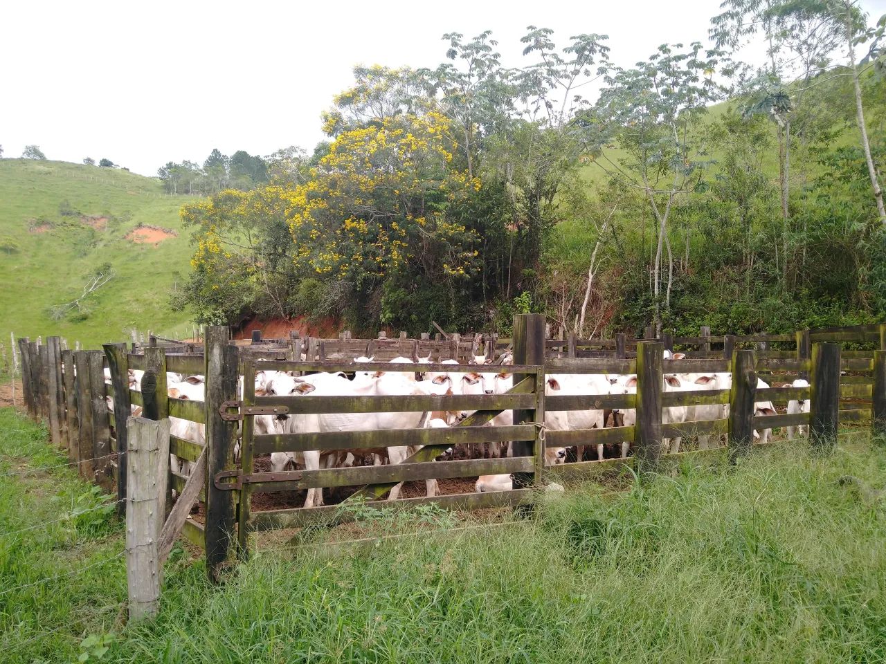 fazenda 46 alqueires - Foto 4