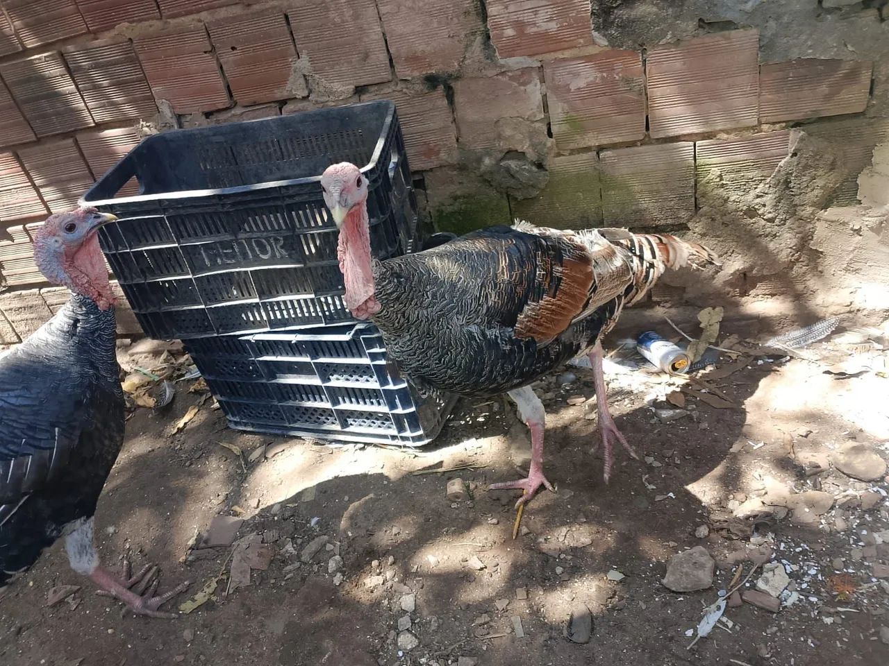 Perú  - Foto 4