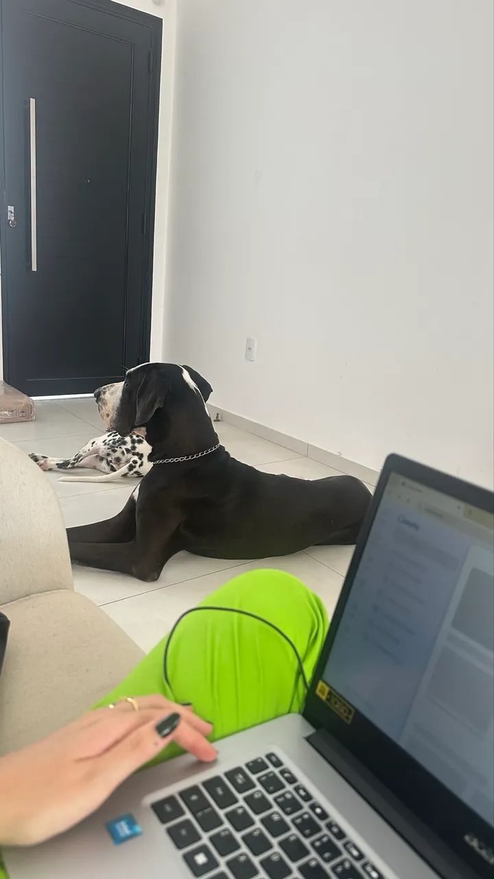 Dog Alemão- adoção responsável  - Foto 3