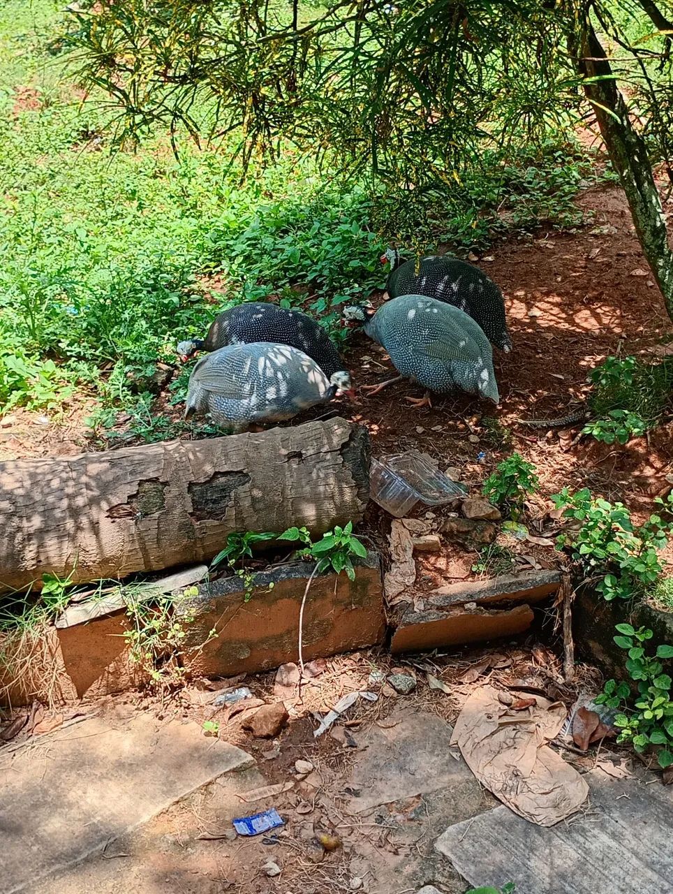 Galinholas - Foto 5