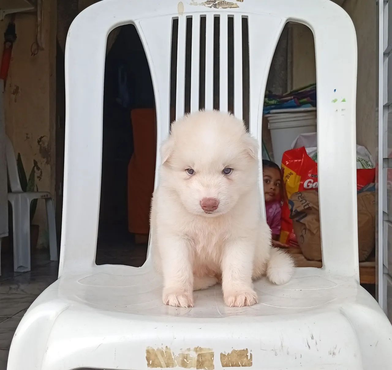 Husky siberiano  - Foto 4