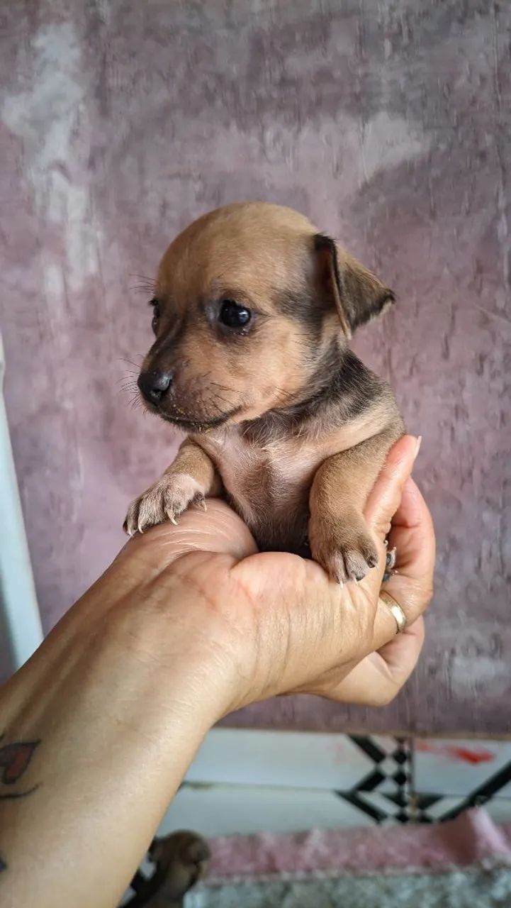 Pinscher 0 - Foto 2