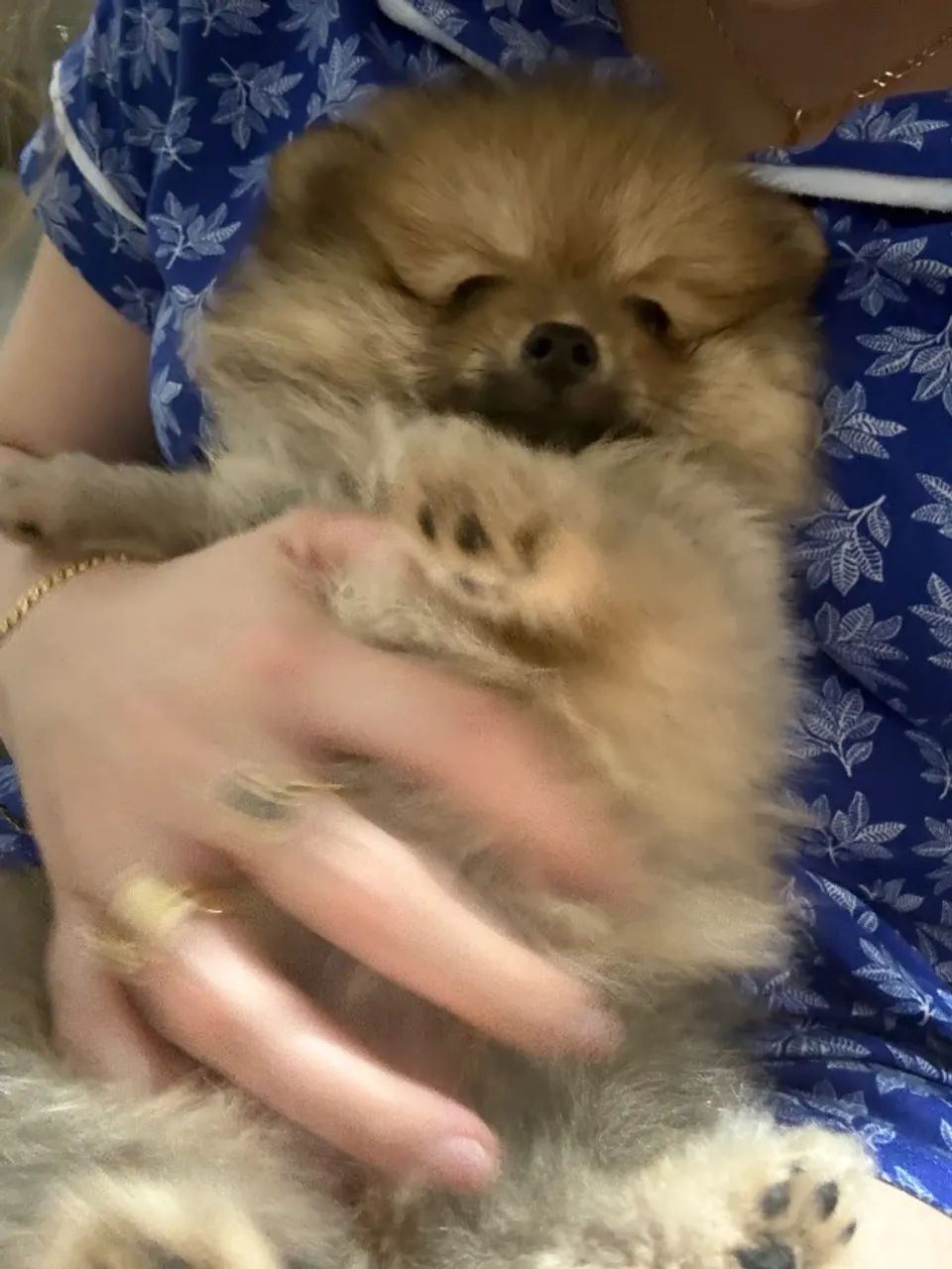 Pet  - Foto 2