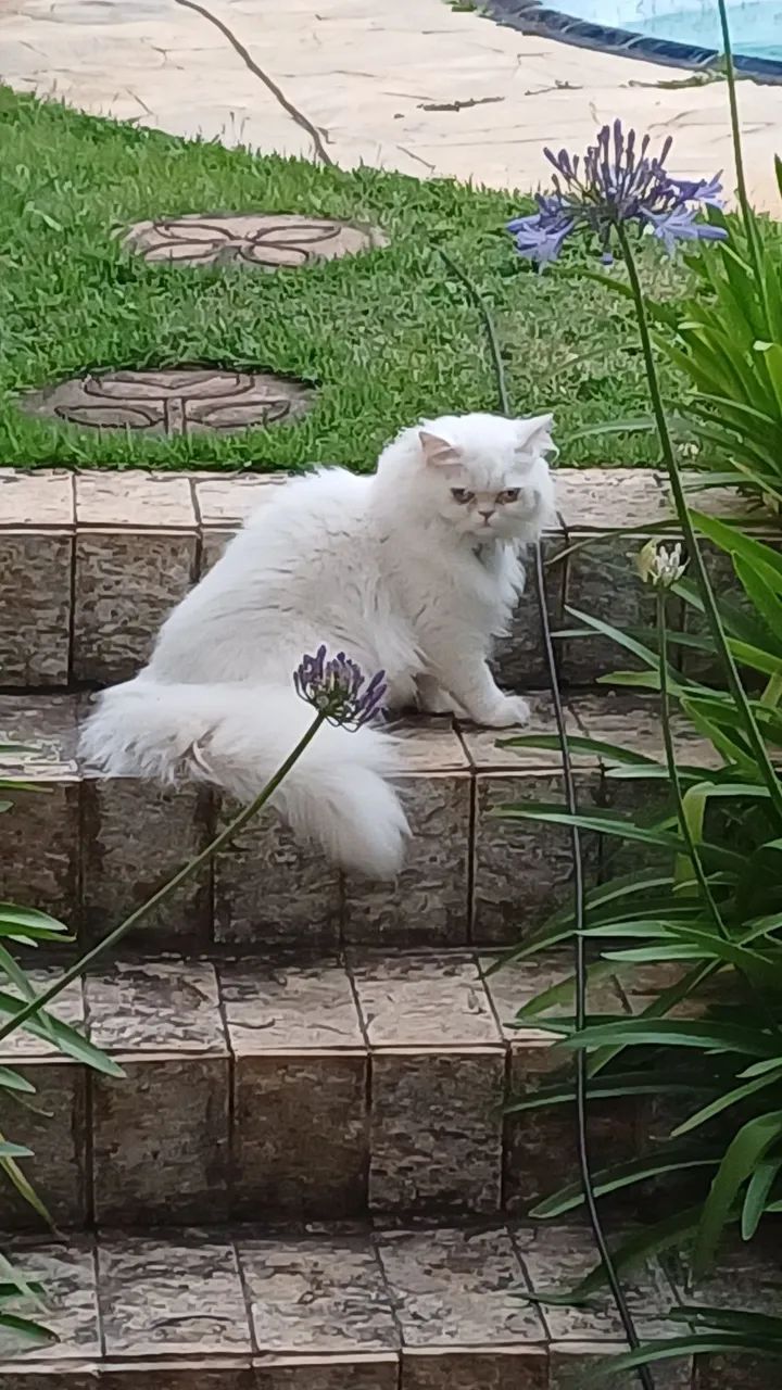 Gato persa  - Foto 2