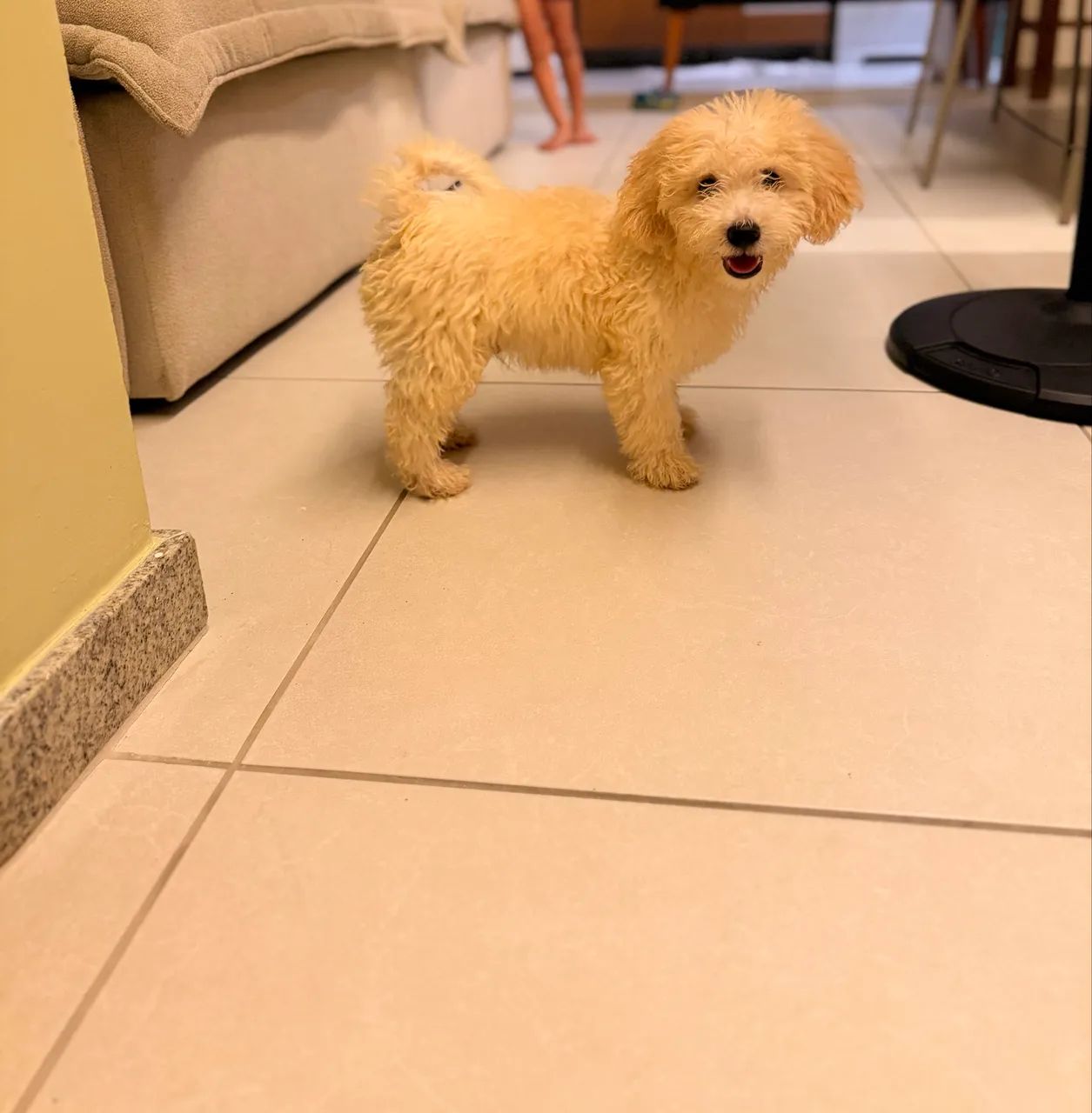 Poodle  - Foto 3