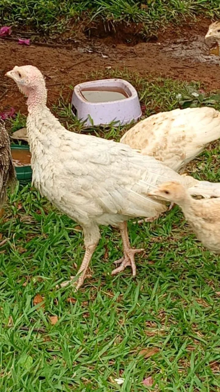 Peru jovens 