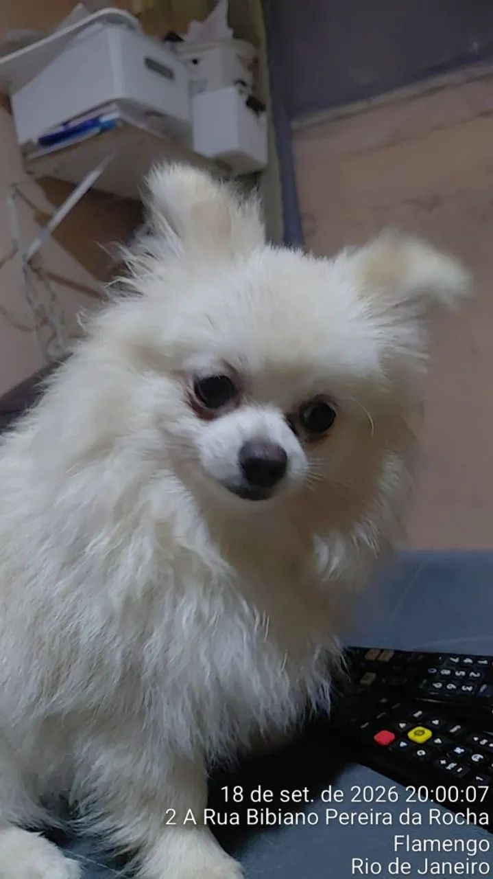 Cão Spitz Alemão (Lulu da Pomerânia) - Foto 2