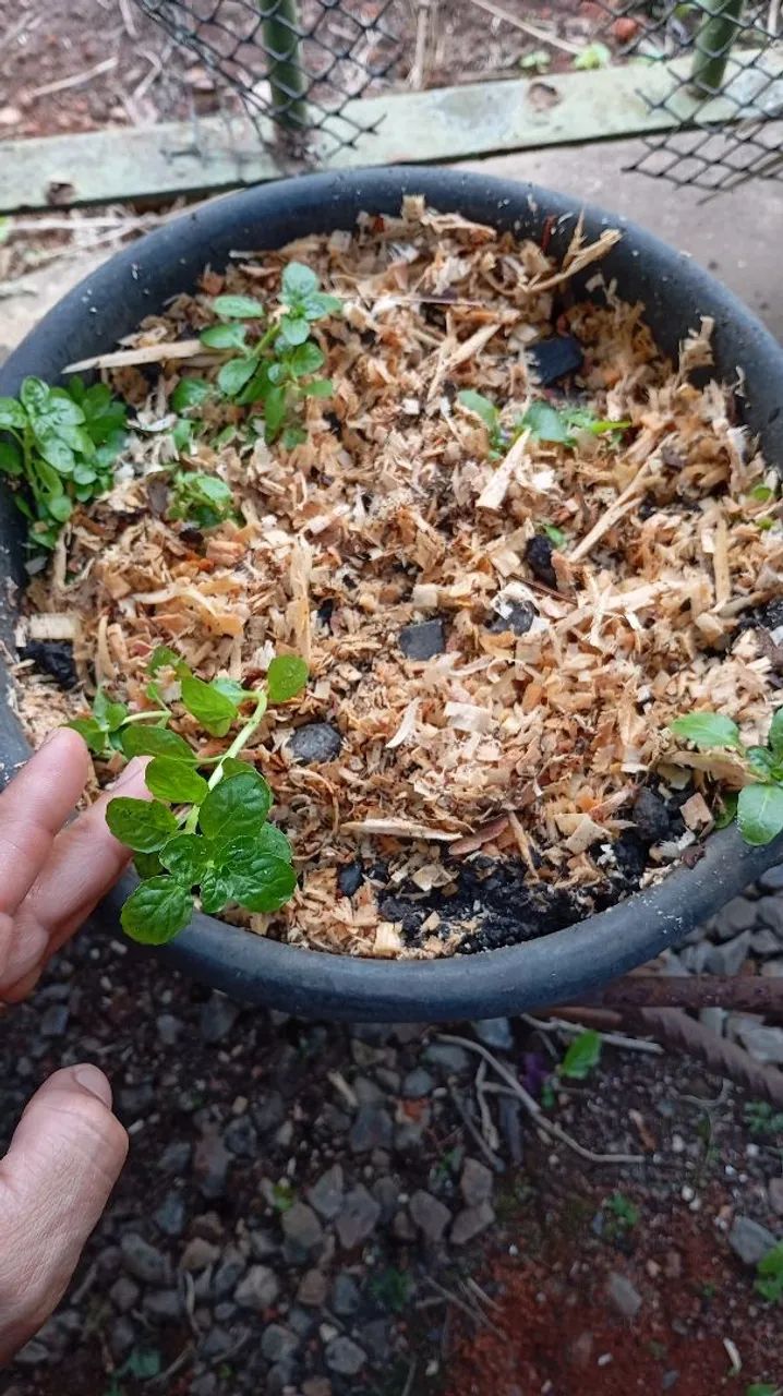 Mudas de poejo planta medicinal  - Foto 2