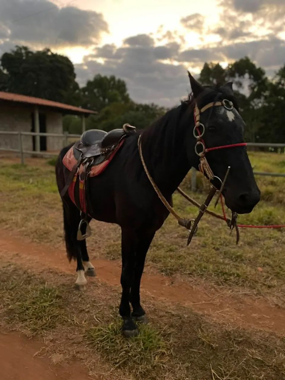 Cavalo manso