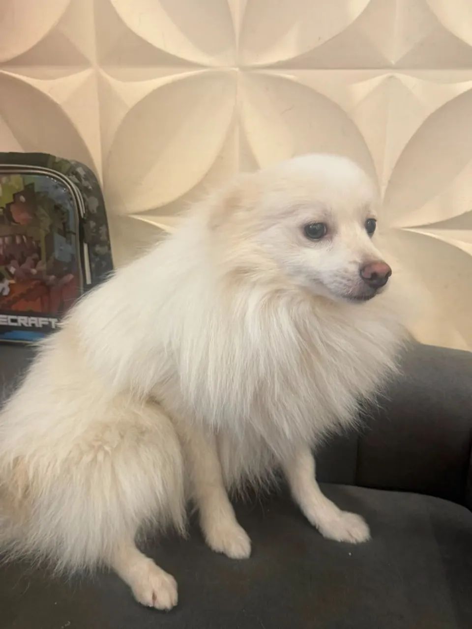 Lindo Spitz Alemão Macho! - Foto 2