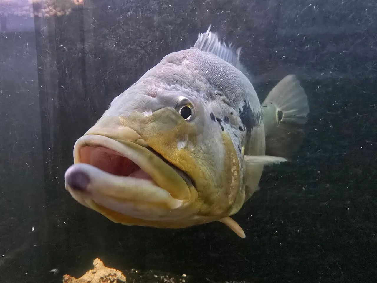 Vendo Tucunaré 