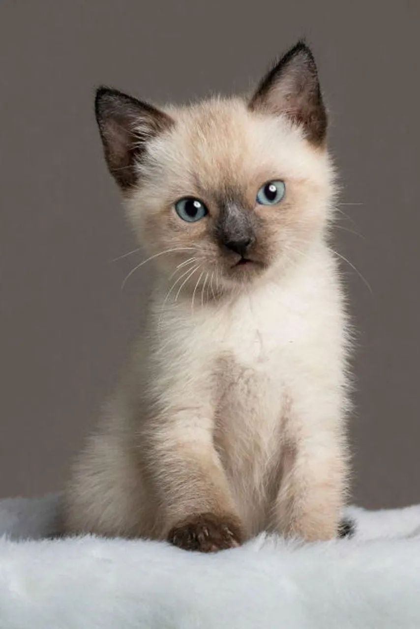 Lindos filhotes de gato siamês puros  - Foto 2