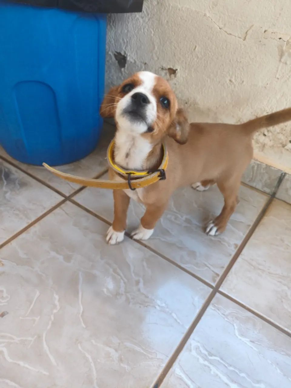 Adoção responsável  - Foto 3