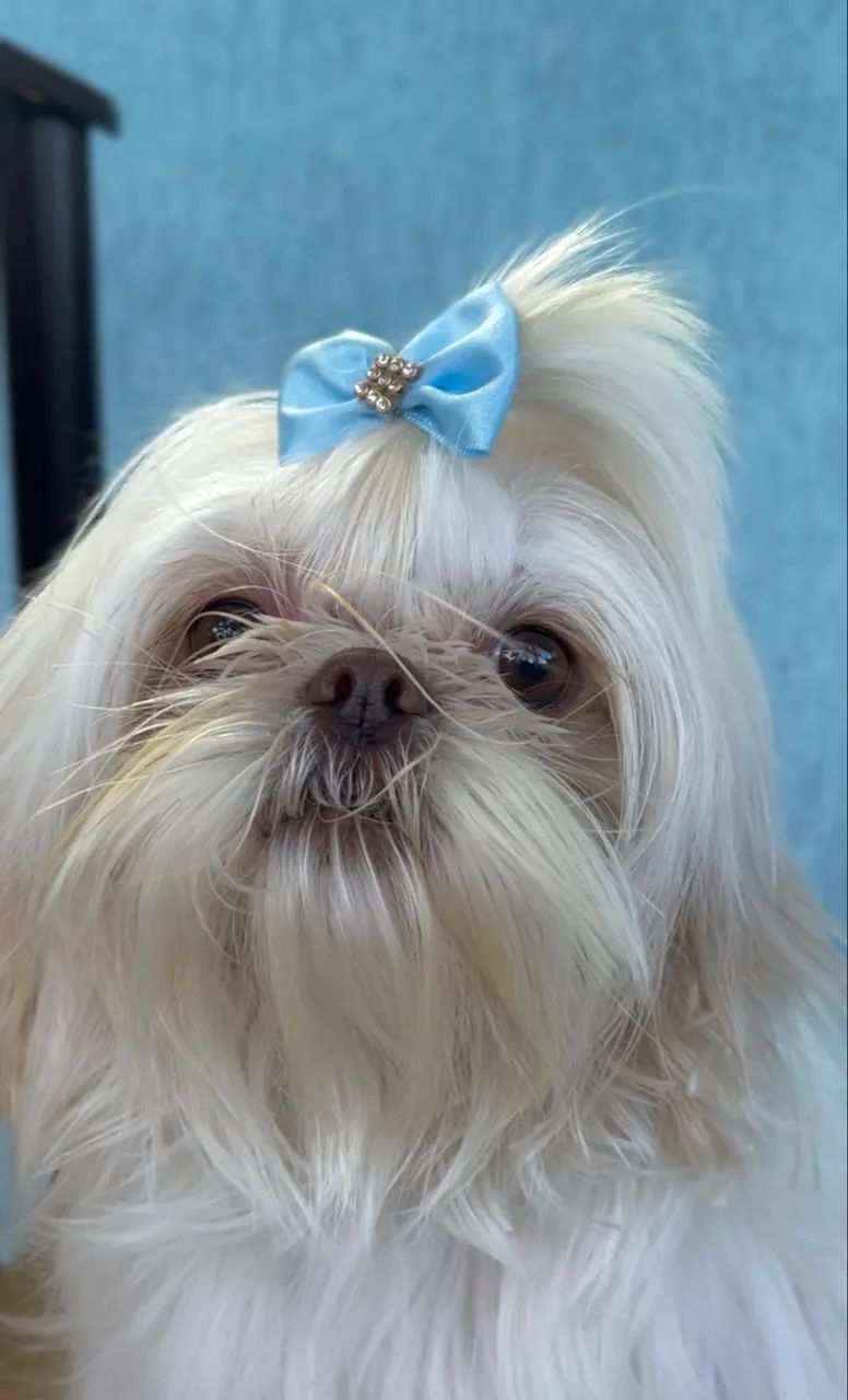 Shihtzu macho para cruzar  - Foto 6