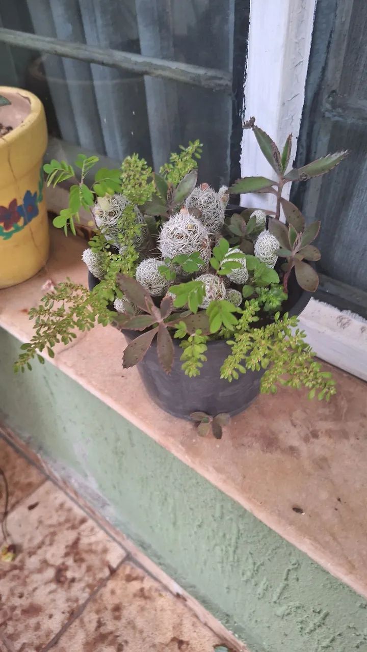 várias plantas - Foto 4