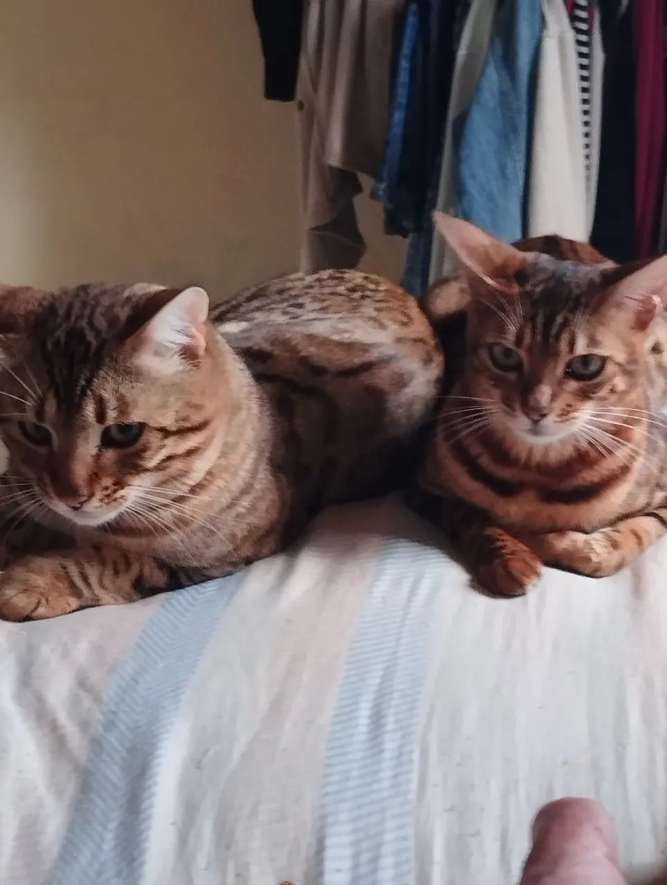 Gatos bengal ,super doceis com pedigree  - Foto 4