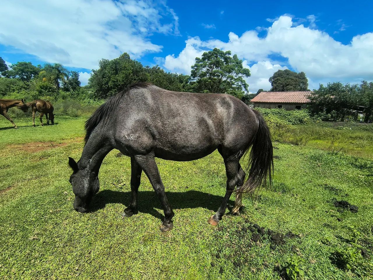 Potranca recém domada  - Foto 3