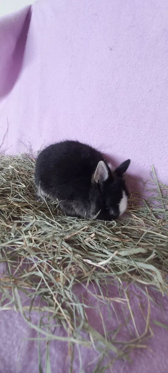 Netherland Dwarf  - Foto 3