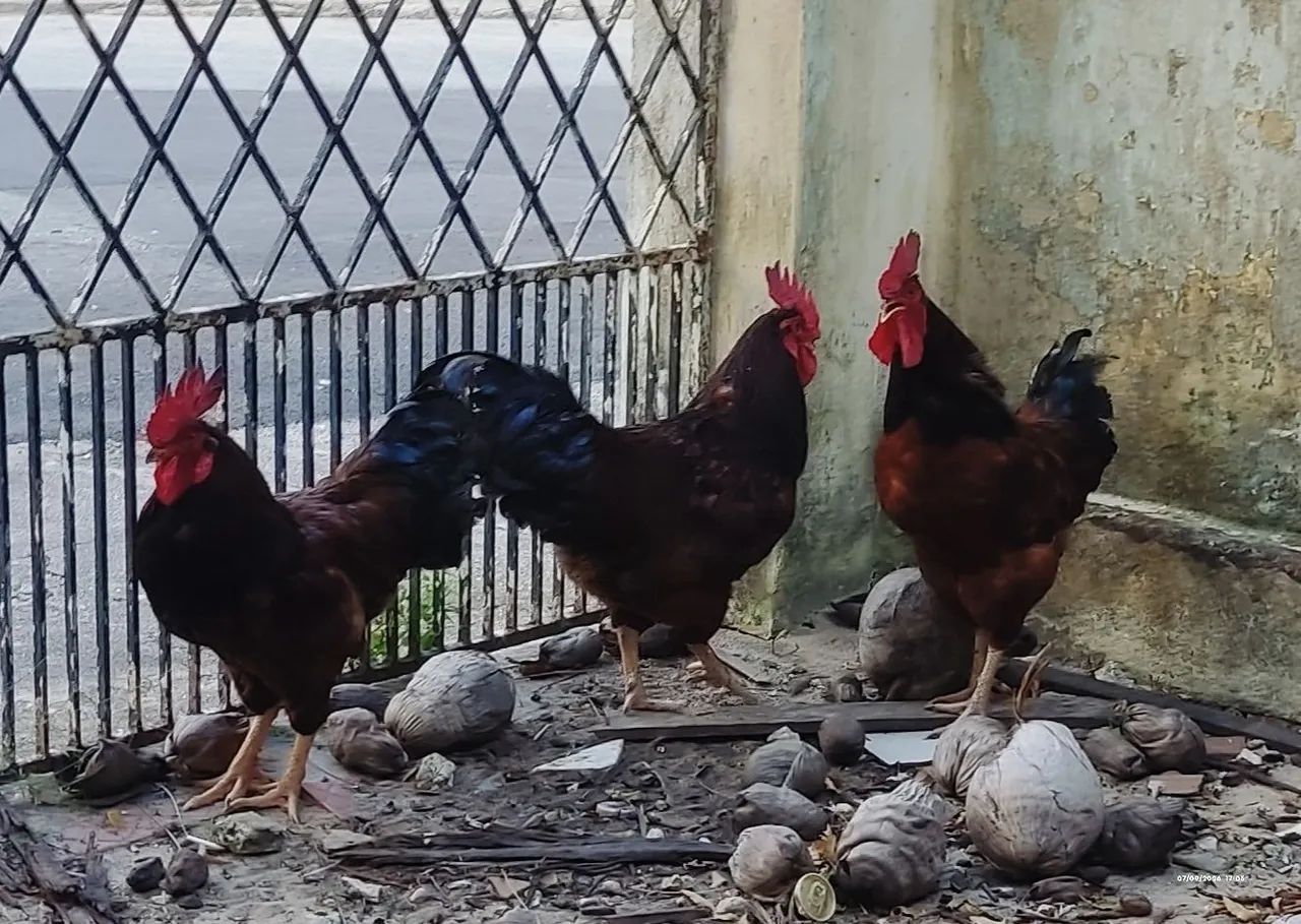 Galo Rhode Island Red - Foto 2